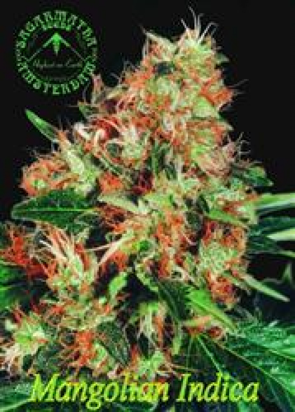 Mangolian Indica Regular Cannabis Seeds | Sagarmatha Seeds