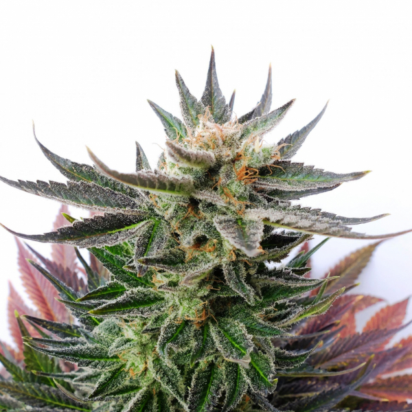 Sativa Dream Feminised Cannabis Seeds | Kannabia