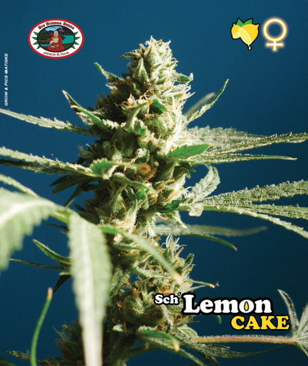 Sch' Lemon Cake Feminised Cannabis Seeds | Big Buddha Seeds 