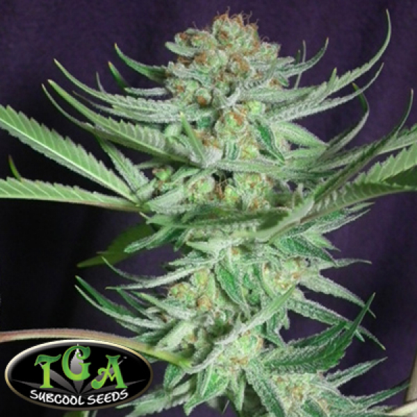 Shangrila Regular Cannabis Seeds | TGA Seeds