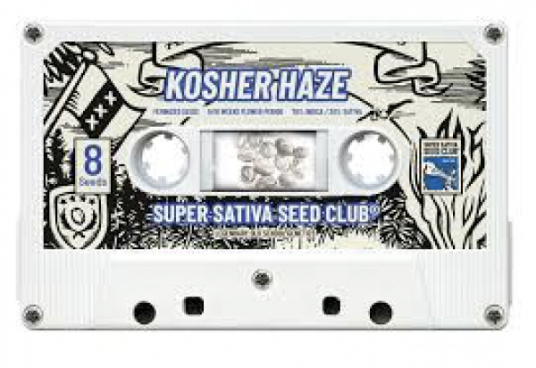 Kosher Haze Feminised Cannabis Seeds - Super Sativa Seed Club