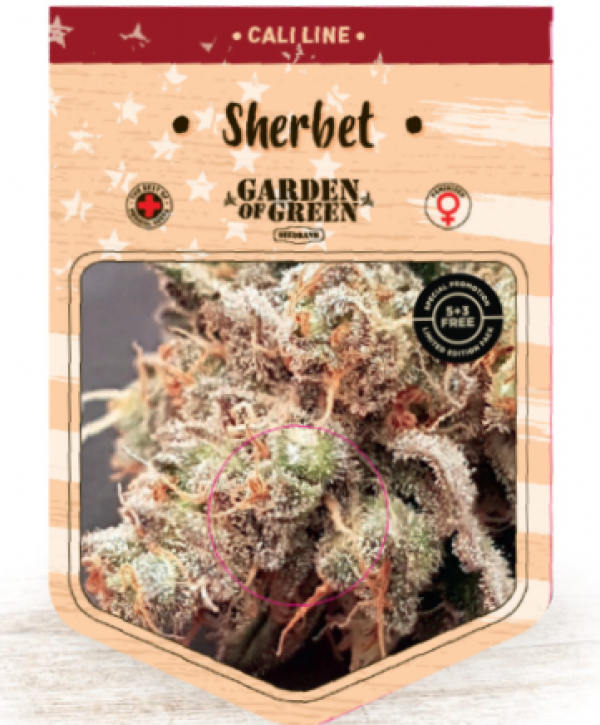 Sherbet Feminised Cannabis Seeds | Garden of Green
