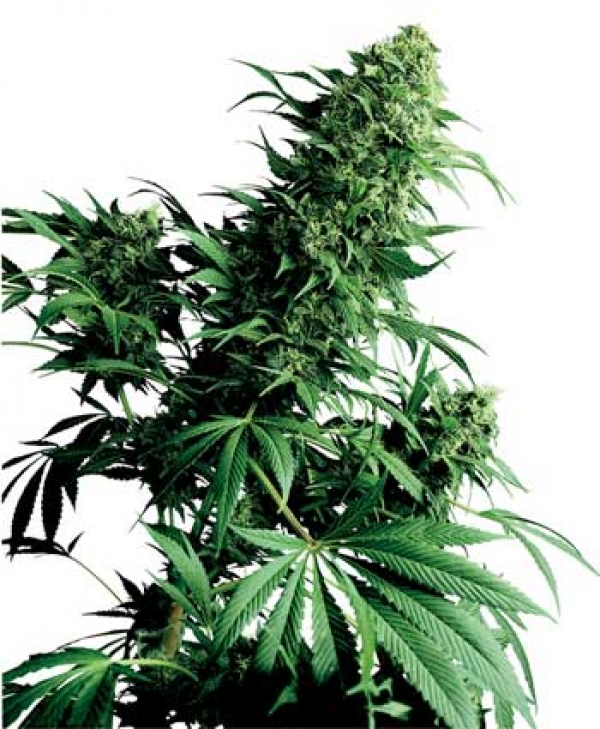Shiva Shanti Regular Cannabis Seeds | Sensi Seeds 