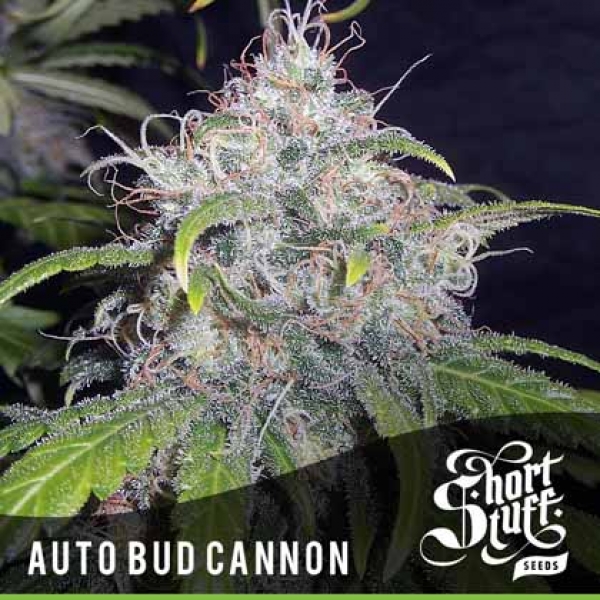 Auto Bud Cannon Feminised Cannabis Seed | Shortstuff Seeds