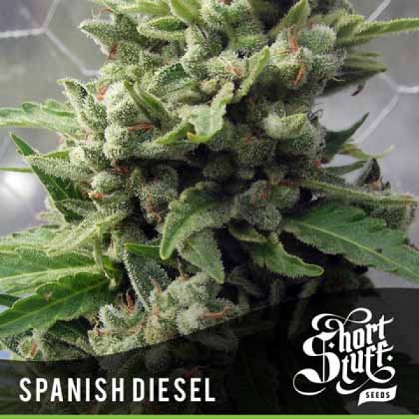 Auto Spanish Diesel Feminised Cannabis Seed | Shortstuff Seeds