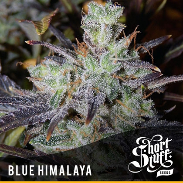 Blue Himalaya Feminised Cannabis Seeds | Shortstuff Seeds