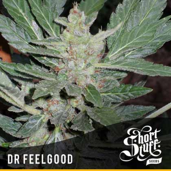 Dr Feelgood Feminised Cannabis Seeds | Shortstuff Seeds