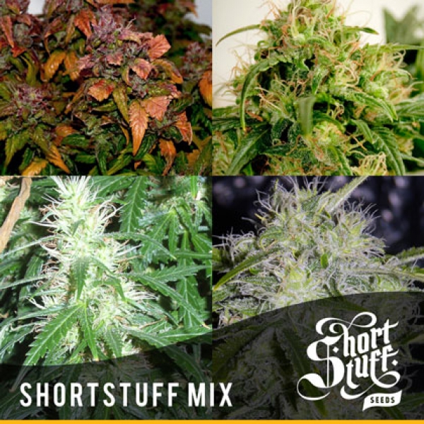 Short Stuff Mix (10 Seeds) Feminised Cannabis Seeds | Shortstuff Seeds