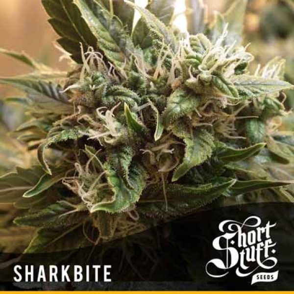 Sharkbite Feminised Cannabis Seeds | Shortstuff Seeds