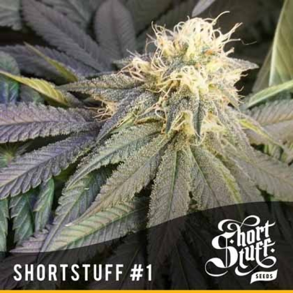 Short Stuff #1 Feminised Cannabis Seeds | Shortstuff Seeds