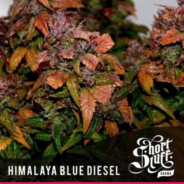 Himalayan Blue Diesel Regular Cannabis Seeds | Shortstuff Seeds