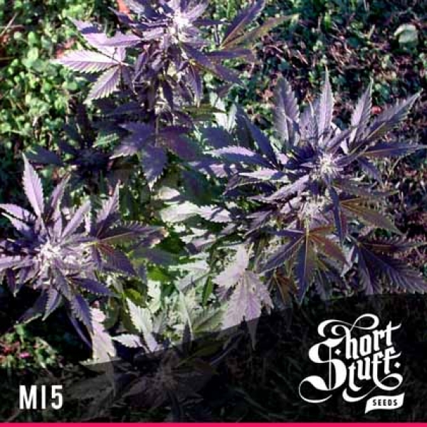 Mi5 Feminised Cannabis Seeds | Shortstuff Seeds