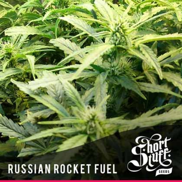 Russian Rocket Fuel Feminised Cannabis Seeds | Shortstuff Seeds