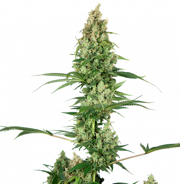 Silver Fire Feminised Cannabis Seeds - Sensi Seeds