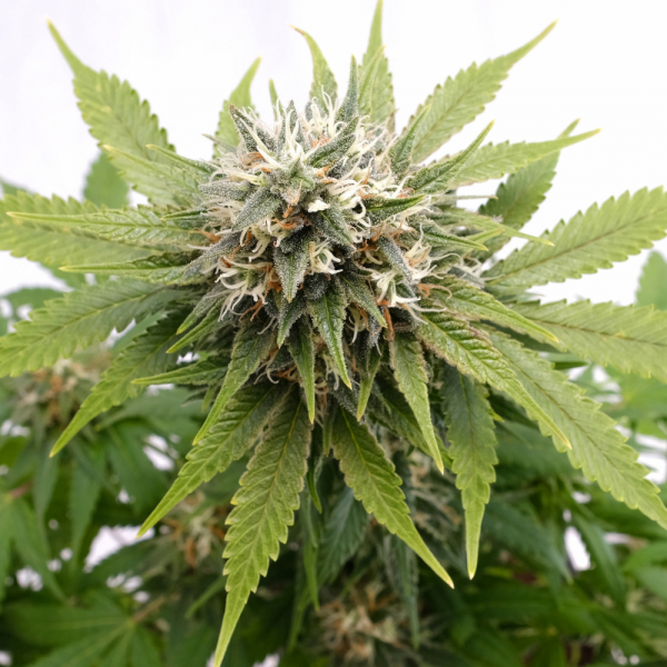 Silver Widow Feminised Cannabis Seeds | Kannabia