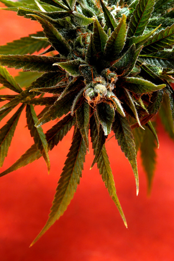 Simpson Kush Regular Cannabis Seeds | Delta 9 Labs