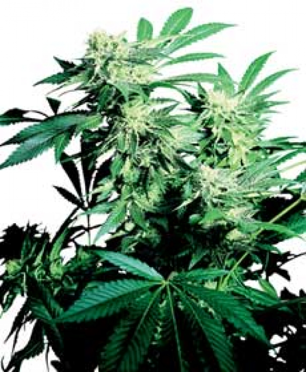 Skunk Kush Feminised Cannabis Seeds | Sensi Seeds