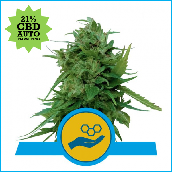 Solomatic CBD Auto Feminised Cannabis Seeds | Royal Queen Seeds