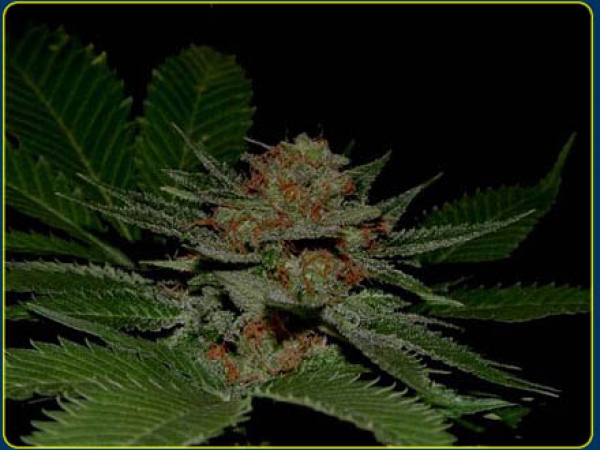 Big Kahuna Regular Cannabis Seeds | Soma Seeds