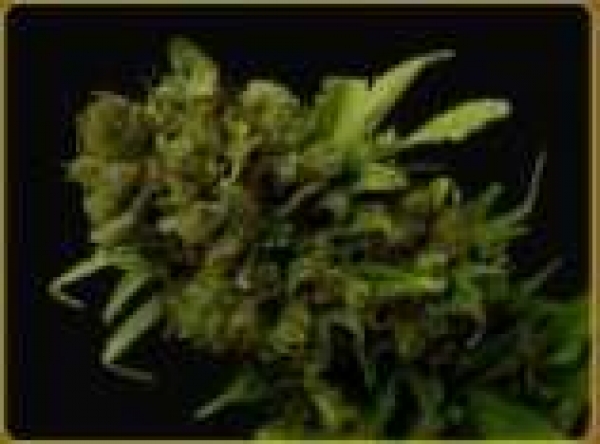 Citralah Regular Cannabis Seeds | Soma Seeds