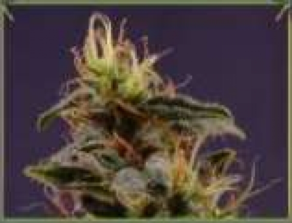 Reclining Buddha Regular Cannabis Seeds | Soma Seeds