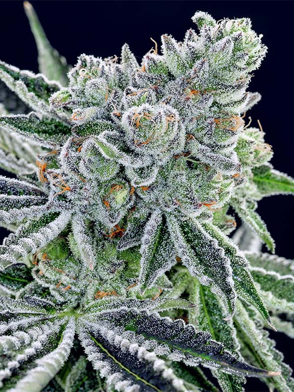 Sour Betty Feminised Cannabis Seeds - Anesia Seeds