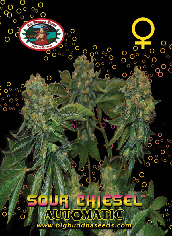 Sour Chiesel Auto Feminised Cannabis Seeds | Big Buddha Seeds 