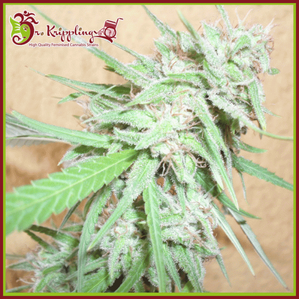 Spinning Buzz Kick Auto Feminised Cannabis Seeds | Dr Krippling 