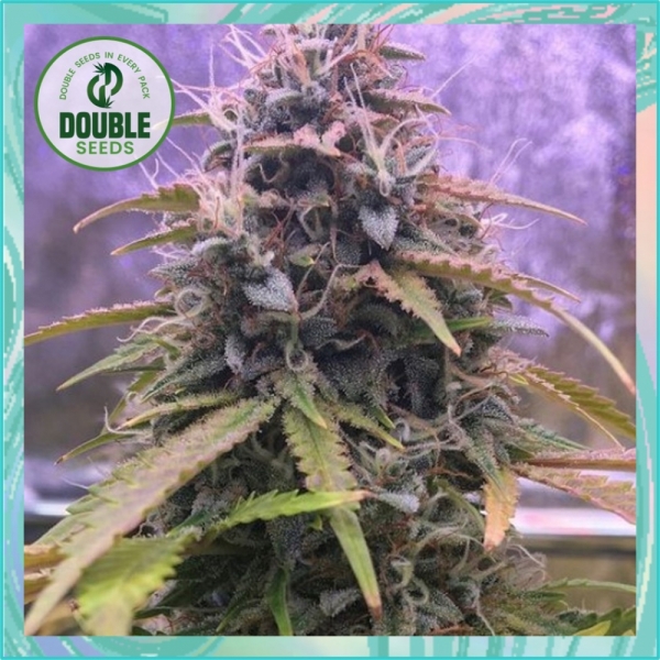 Stardawg Auto - Double Seeds