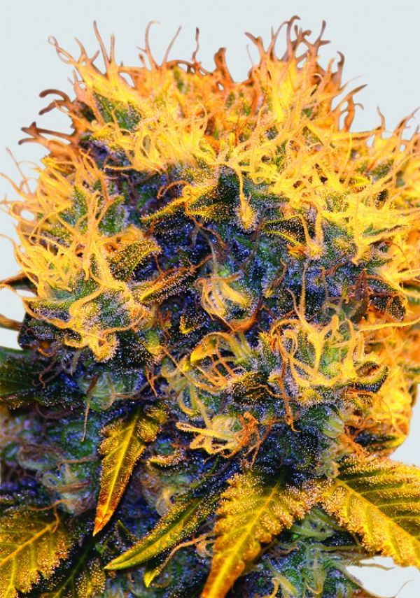 Sterling Haze Regular Cannabis Seeds | Sativa Seedbank