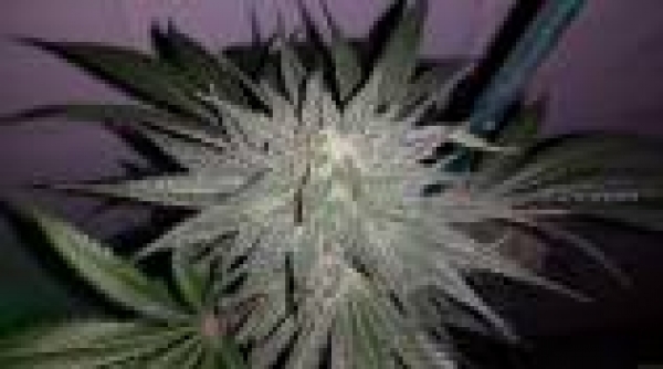 Afgooey Feminised Cannabis Seeds | Strain Hunters 