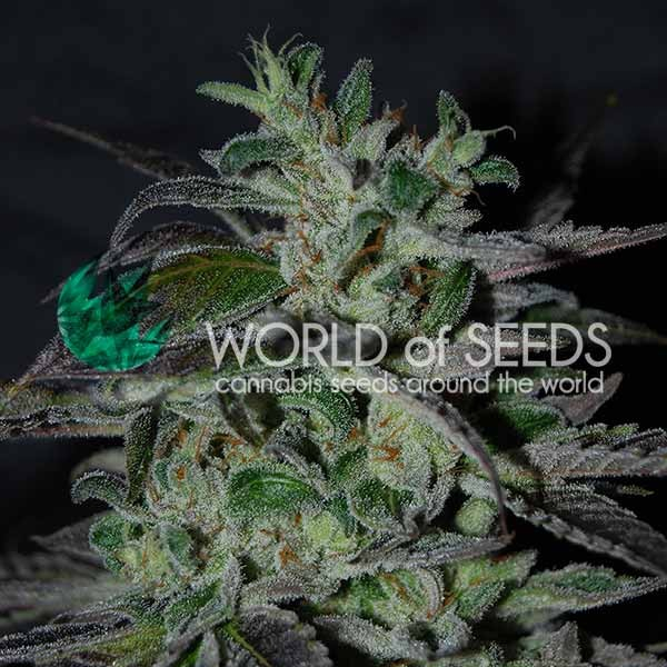 Strawberry Blue Early Version Feminised Cannabis Seeds | World of Seeds