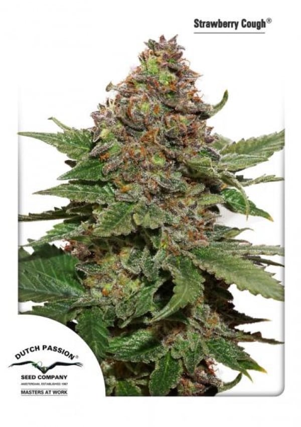 Strawberry Cough Feminised Cannabis Seeds | Dutch Passion 