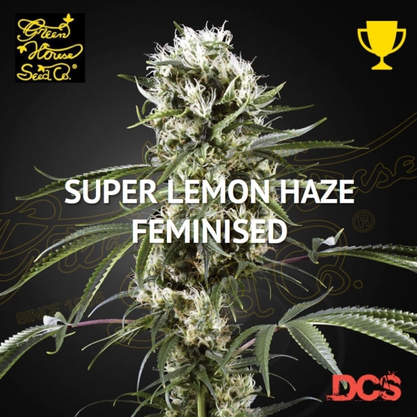 Super Lemon Haze Feminised Cannabis Seeds | Green House Seeds 
