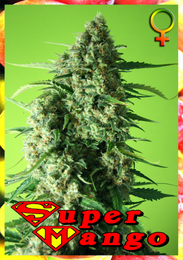 Super Mango Feminised Cannabis Seeds | Rockwell Seeds