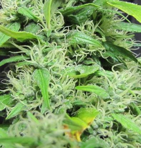 Super Silver Haze Regular Cannabis Seeds | Mr Nice Seeds