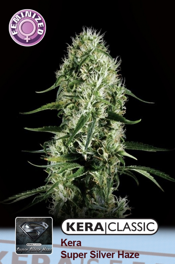 Super Silver Haze Feminised Cannabis Seeds | Kera Seeds