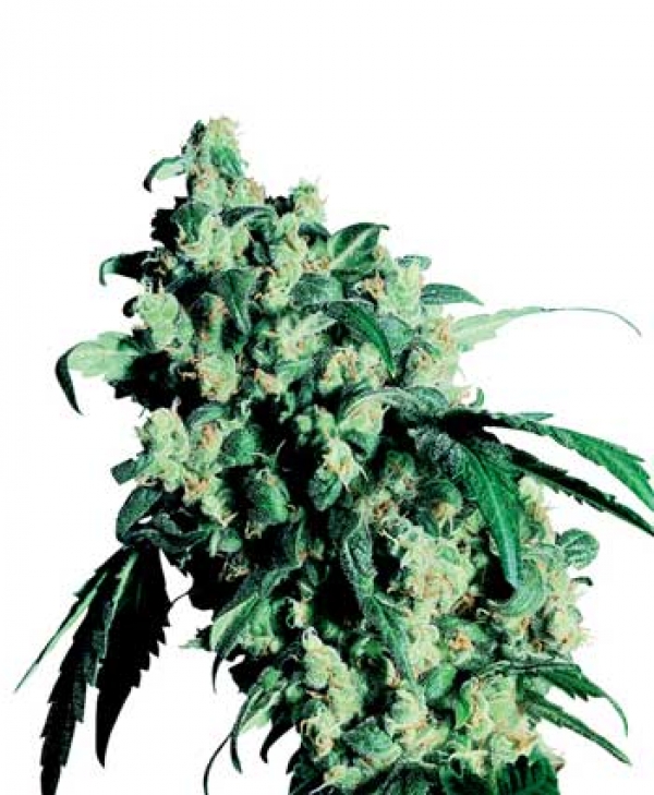 Super Skunk Regular Cannabis Seeds | Sensi Seeds