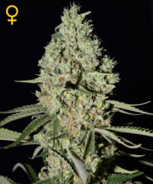 Super Critical Feminised Cannabis Seeds | Green House Seeds