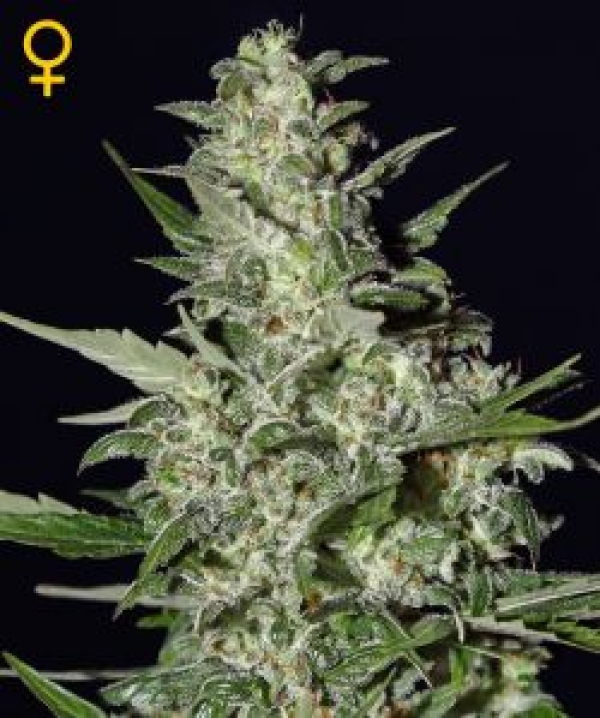 Super Critical Automatic Feminised Cannabis Seeds | Green House Seeds 