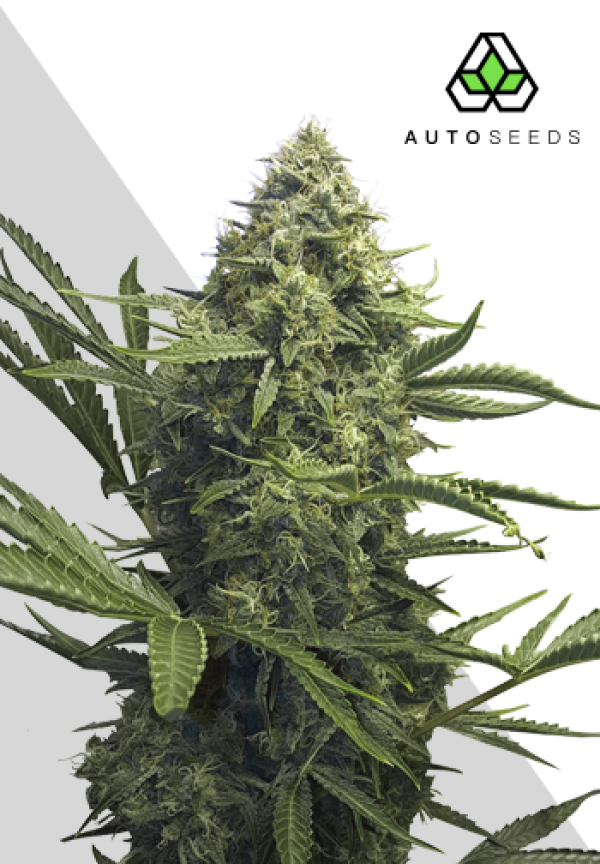 Sweet CBD Autoflowering Feminised Cannabis Seeds | Auto Seeds 