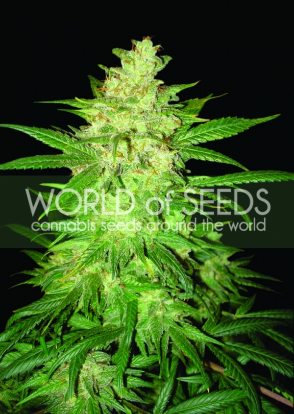 Colombian Gold Ryder Auto Feminised Cannabis Seeds | World of Seeds
