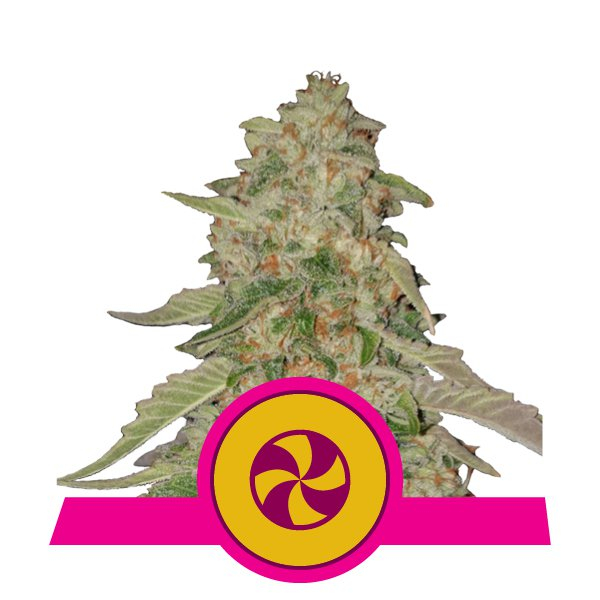 Sweet Zkittlez Feminised Cannabis Seeds | Royal Queen Seeds