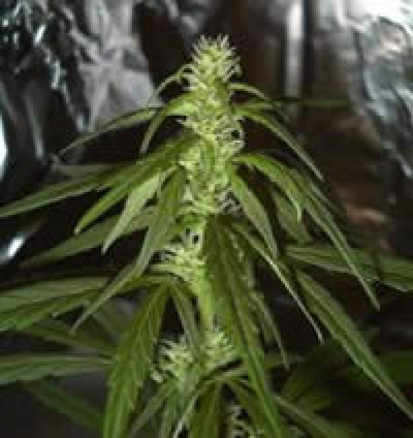 Swiss XT Regular Cannabis Seeds | KC Brains Seeds  