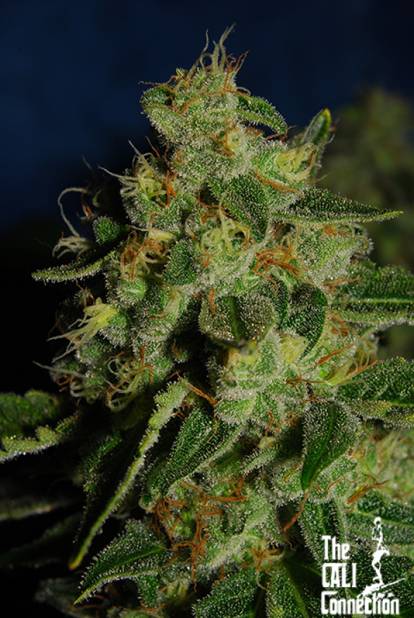 Green Crack Feminised Seeds | Cali Connection