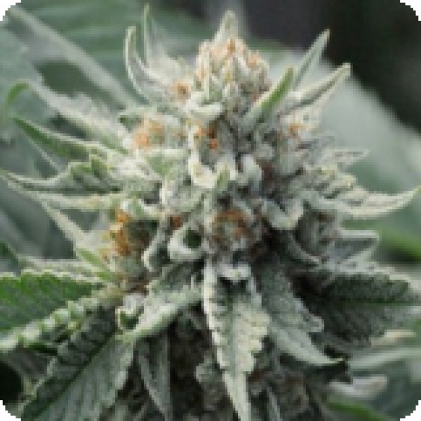 710 Genetics Tropical Berry Feminised Cannabis Seeds