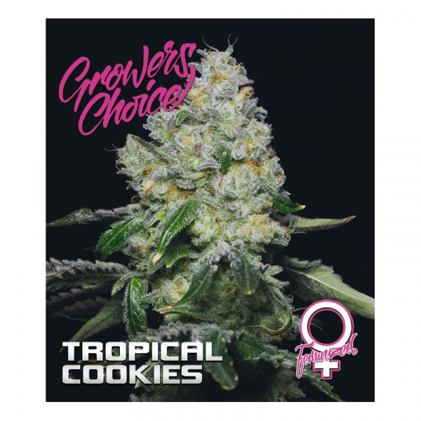 Tropical Cookies Feminised Cannabis Seeds - Growers Choice