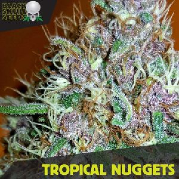 Tropical Nuggets Feminized Cannabis Seeds | Black Skull Seeds