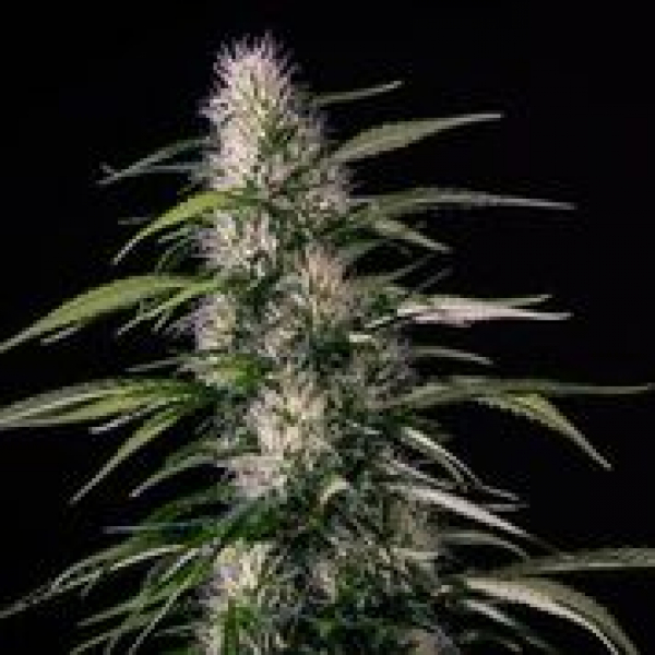Txaki Feminised Cannabis Seeds | MM Genetics