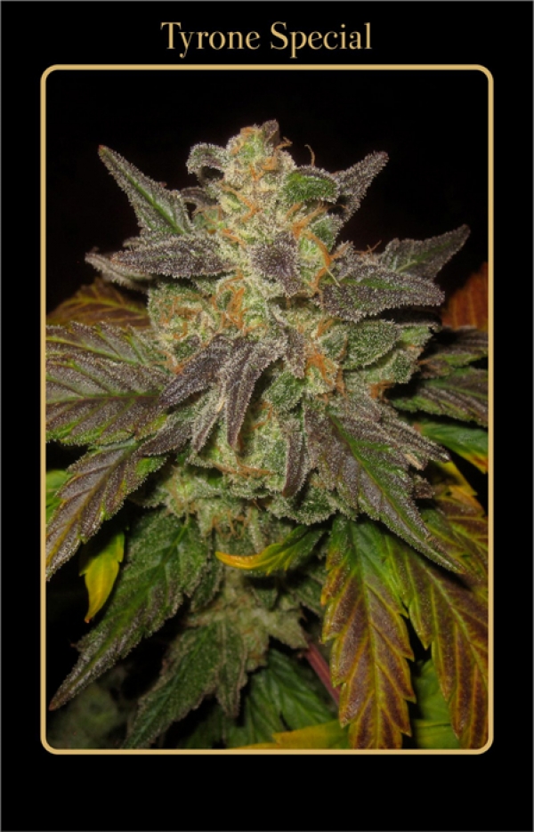 Tyrone Special Auto Feminised Cannabis Seeds